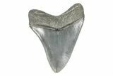 Serrated, Fossil Megalodon Tooth - South Carolina #170394-1